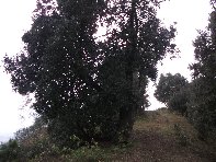 Monte Ilice